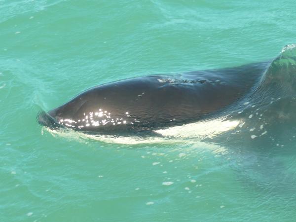 A pod of seven Orca made a rare visit to Lyttelton Harbour this morning.